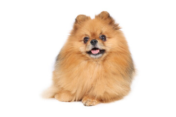 pomeranian dog isolated on white