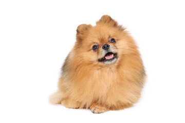 Obraz premium spitz miniature isolated on white 
