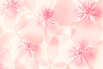 Fototapeta na wymiar Fond de fleur transparente rose et blanche style aquarelle 