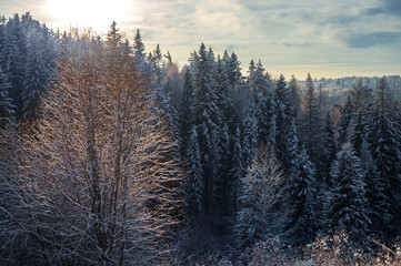 Alone in the light among the dark ones. Snow-covered conifer forest on a high hill in frosty winter day. Frozen grass and trees in the rays of cold winter Sun.