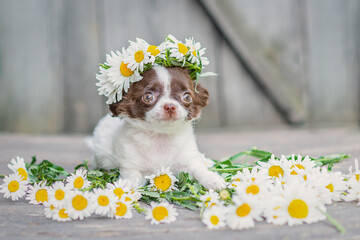 White with brown ears chihuahua puppy sitting, on his head a wreath of daisies, on a gray wooden background.
