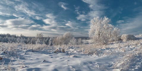 Panorama of winter Stone Hill park in sunlight. Snow-covered conifer forest on a high hill in frosty winter day. Frozen grass and trees in the rays of cold winter Sun.
