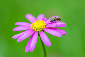 A fly standing on a pink petal in the garden 
