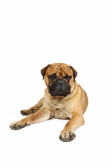 Obraz premium bullmastiff isolated on white 