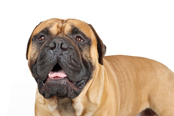 Fototapeta premium bullmastiff isolated on white 