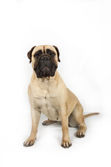funny mastiff isolated on white background 