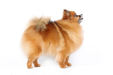 pomeranian dog isolated on white