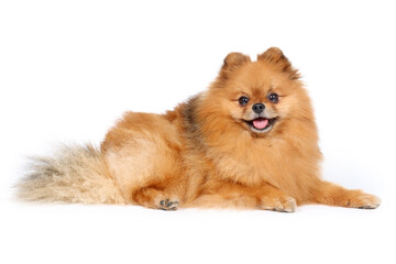 pomeranian dog isolated on white