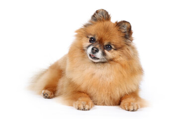 old pomeranian dog isolated on white