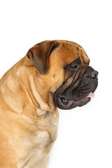 Fototapeta premium portrait of bullmastiff isolated on white background 