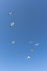 Möwen im Flug vor blauem Himmel
