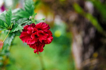 Flowers blooming in Cameron Highland Malaysia, photo are selective focus.