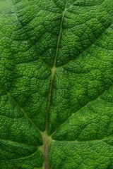 Natural background with green burdock leaf closeup