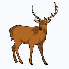 a very detailed adult deer illustration design. Isolated animal design. Suitable for landing pages, stickers, book covers