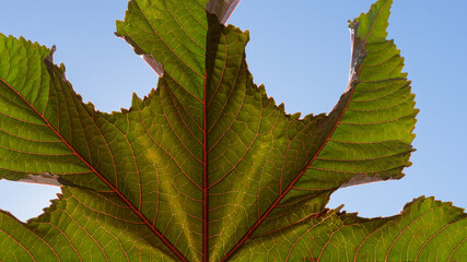 natural green leaf background in the sunshine and blue sky