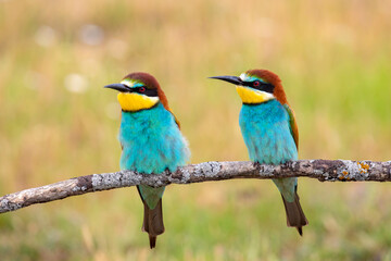 Colorful bee eater bird couple