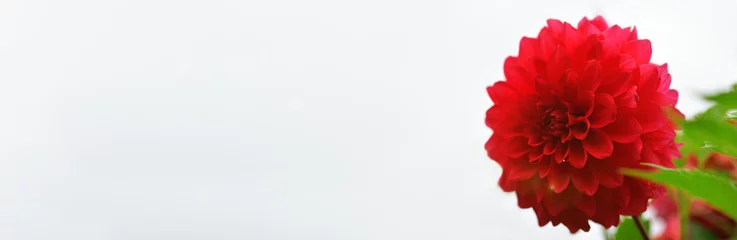 Foto op Plexiglas Rode dahlia bloem close-up. Natuur achtergrond. Banner © borislav15