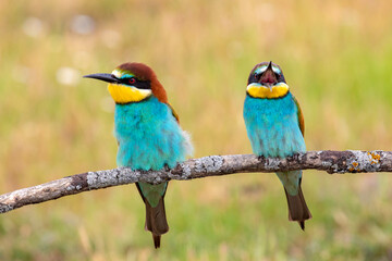Fototapeta na wymiar Colorful bee eater bird couple