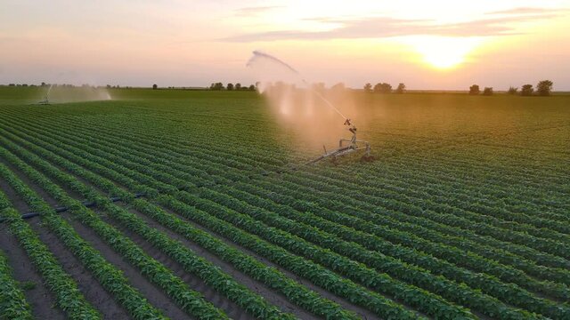Aerial view drone shot of irrigation system rain gun sprinkler on agricultural soybean field helps to grow plants in the dry season at sunset, increases crop yields