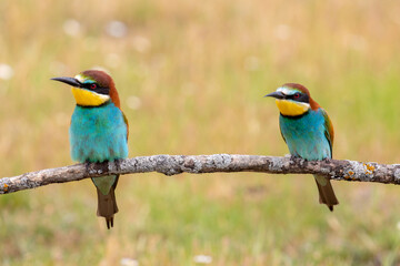 Colorful bee eater bird couple