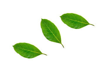 Leaves of jackfruit an isolated on a white background