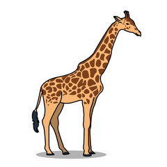 Adult giraffe animal illustration design. Isolated animal design. Suitable for landing pages, stickers, book covers