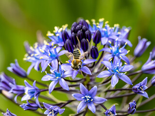 Beautiful shot of a bee on Portuguese squill (Scilla peruviana) flowers on blurred background - obrazy, fototapety, plakaty