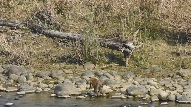 Wide shot of Rhesus macaque or Macaca mulatta monkey eating from ramganga river water at dhikala zone of jim corbett national park or tiger reserve uttarakhand india