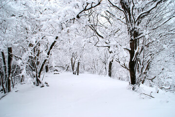 冬山天候曇り　雪景色