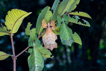 Dead leaf mantis. Green praying mantis that mimic dead leaves.