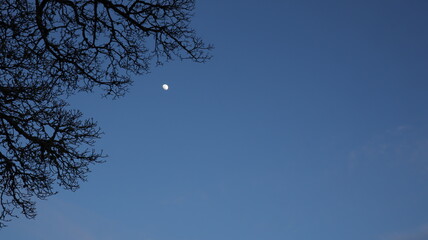 moon and tree
Wales, Snowdonia
27 April 2021