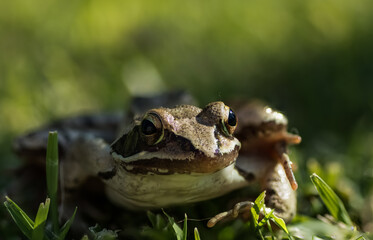 large view from a little brown grass frog in the nature