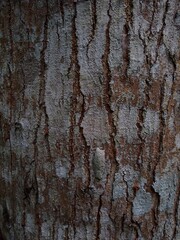 bark of a tree, rough texture