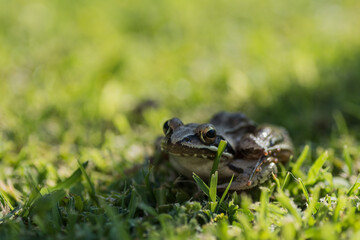 little brown grass frog sitting in a shadow stripe close up