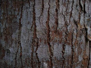 bark of a tree, rough texture