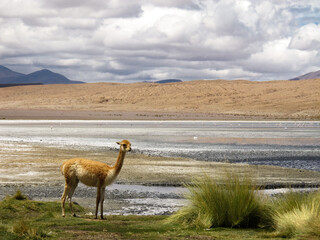 Llama in atacama desert in front of a lake with flamingos