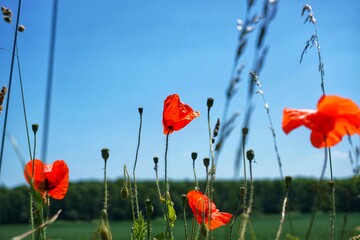 Red poppies in the fields against blue sky