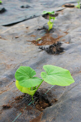 Pumpkin growing from soil