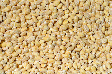 Barley seeds