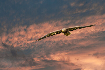 Eagle flying in the red blue sky. Outstretched wings in search of prey. Flying birds of prey during a hunt