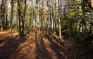 shadows in managed woodland with a mixture of beech and fir trees taken in winter with a clear blue early morning light
