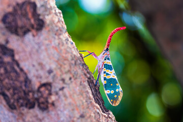 Lantern bug. Pyrops candelaria. Cicadidae Pyrops ducalis. Insect pests of longan