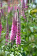 Spiked speedwell Rosa Zwerg