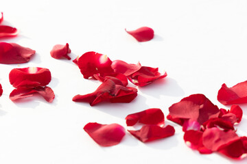 red rose petals on the table