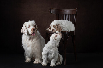 two puppies with mom on brown background. family dog clumber spaniel portrait