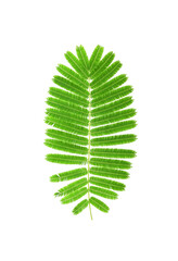 tree leaf  isolate on white background