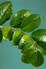 Close up Zamioculcas zamiifolia leaves on a blue background close-up. Indoor plants in a modern interior.