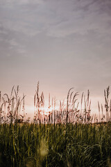 Fototapeta premium Getreidefeld