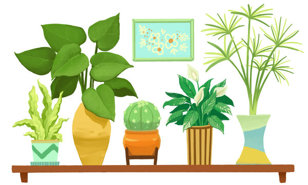 Set of plants in a pot: Asplenium, Monstera, Astrophytum, Spatifilum and Cyperus