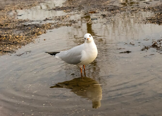 Gull stands in a puddle and looks into the camera